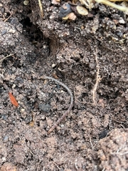 Lumbricus terrestris