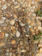 Lumbricus terrestris