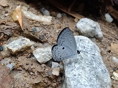 Callenya lenya lenya