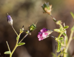 Hermannia coccocarpa