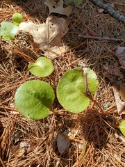 Pyrola americana