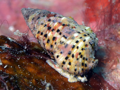 Cerithium punctatum