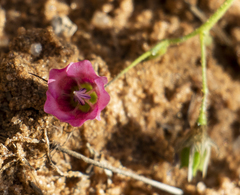 Hermannia coccocarpa