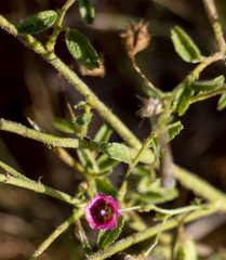 Hermannia coccocarpa
