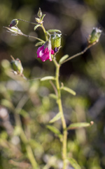 Hermannia coccocarpa