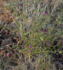 Hermannia coccocarpa