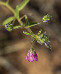 Hermannia coccocarpa