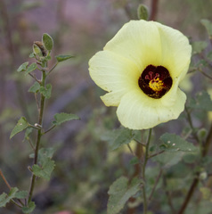 Hibiscus engleri