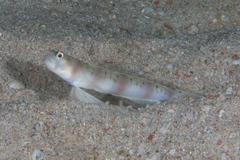 Amblyeleotris arcupinna