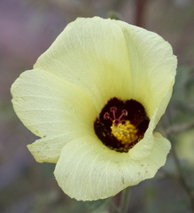 Hibiscus engleri