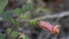Hibiscus engleri