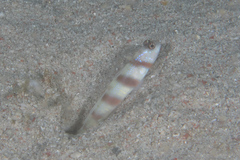 Amblyeleotris steinitzi