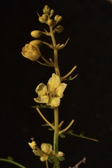 Senna armata
