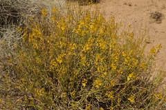 Senna armata