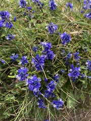 Polygala calcarea