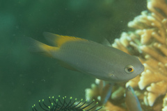 Pomacentrus lepidogenys