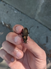 Carabus ulrichii