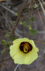 Hibiscus engleri