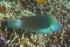 Halichoeres podostigma