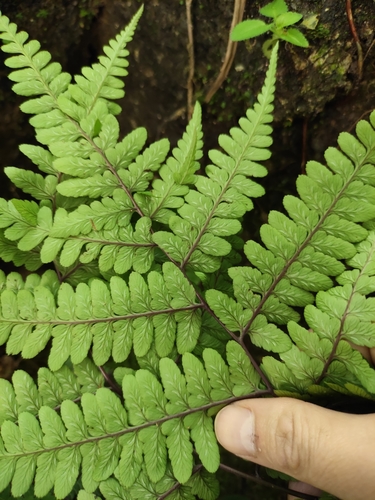 Athyrium wardii iNat (1)