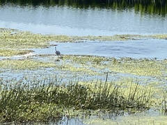 Egretta rufescens
