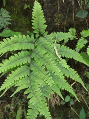 Athyrium wardii