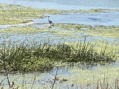 Egretta rufescens