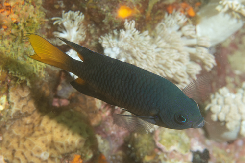 Filipijnse rifbaars (Pomacentrus philippinus) — Pomacentridae