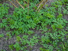 Aegopodium podagraria