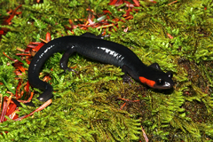 Plethodon jordani