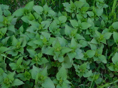 Lamium album