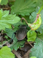 Carabus ulrichii
