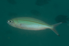 Pterocaesio tessellata
