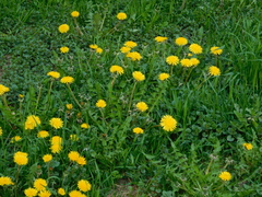Taraxacum officinale