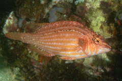 Pteragogus enneacanthus