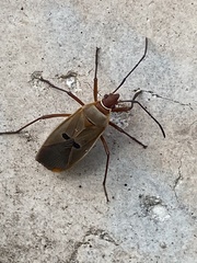 Dysdercus bimaculatus