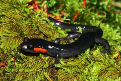 Plethodon jordani