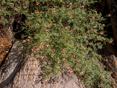 Indigofera heterotricha
