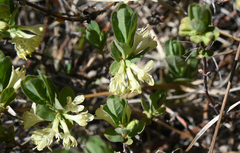 Lonicera caerulea cauriana
