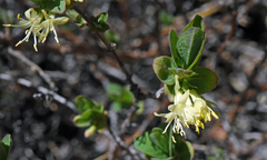 Lonicera caerulea cauriana