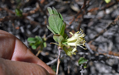 Lonicera caerulea cauriana