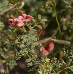 Indigofera heterotricha