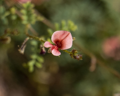 Indigofera heterotricha