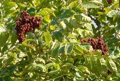 Rhus coriaria