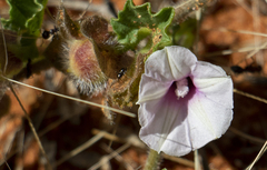 Ipomoea hackeliana