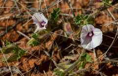 Ipomoea hackeliana