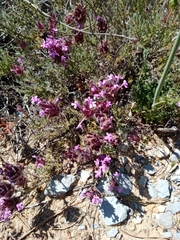 Thymus lotocephalus