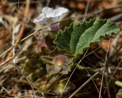 Ipomoea hackeliana