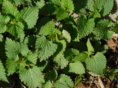 Lamium album