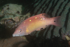 Bodianus dictynna